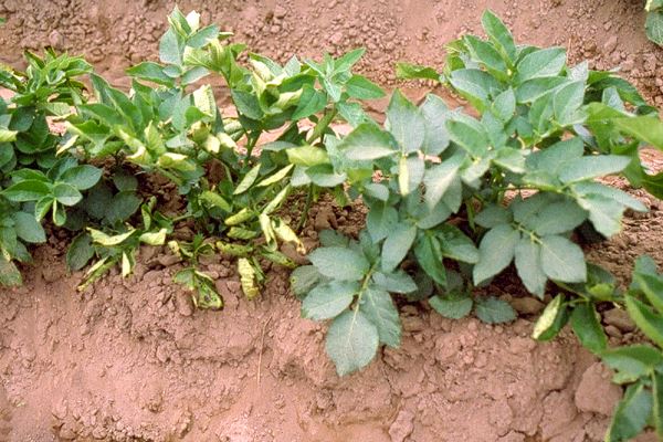 PLRV leaf rolling symptoms