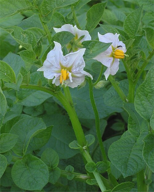 Potato plant in flower